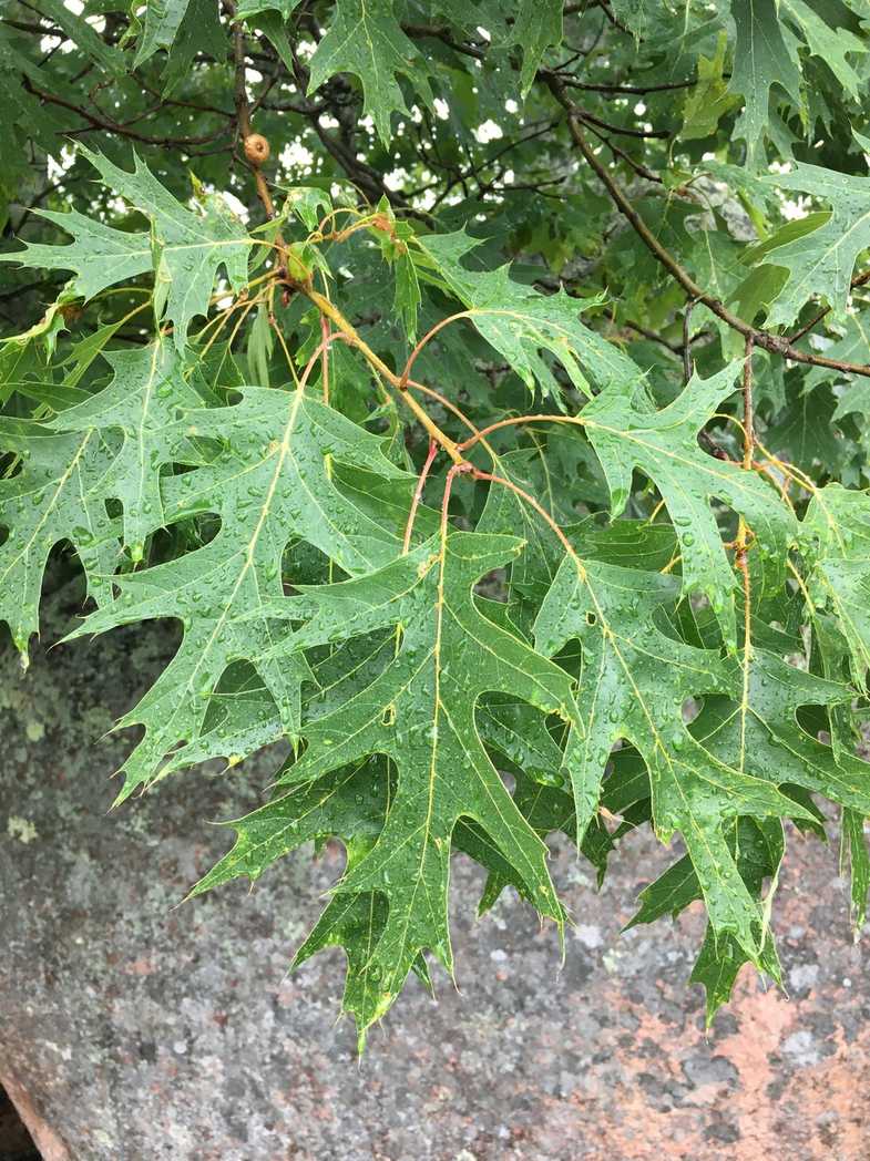 Quercus coccinea