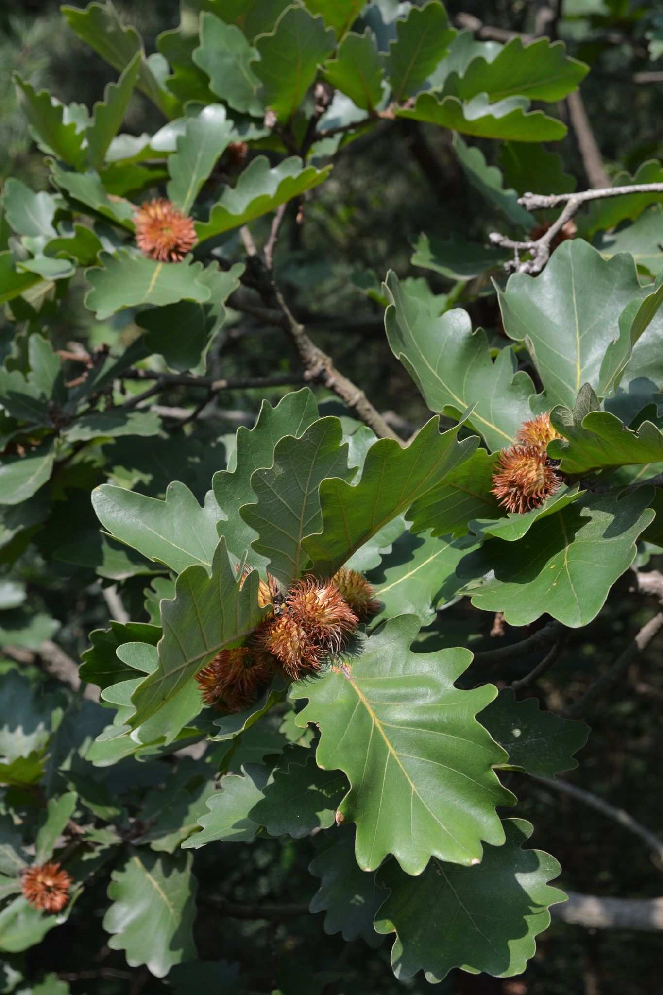 Quercus dentata