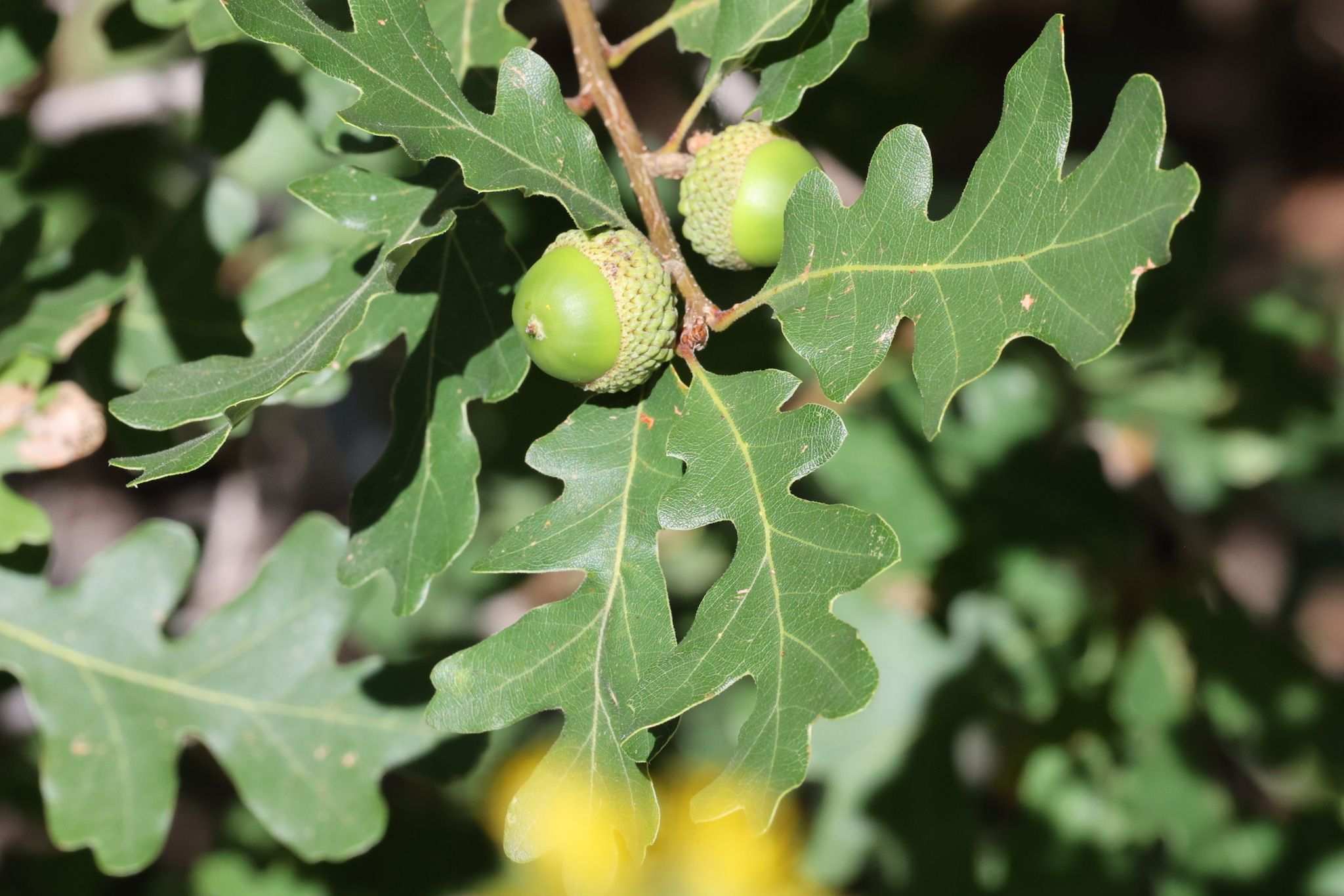 Quercus douglasii
