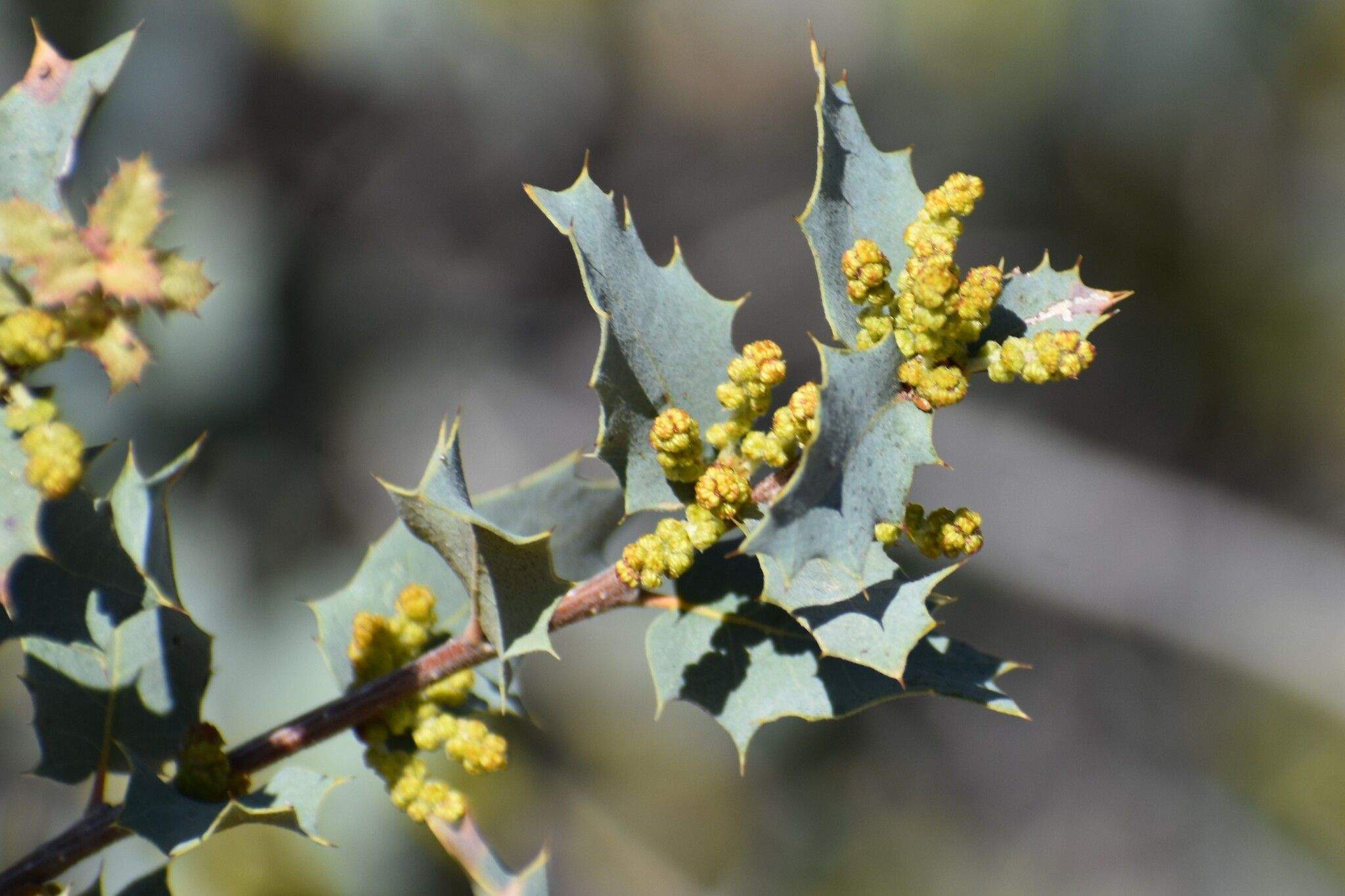 Quercus dumosa