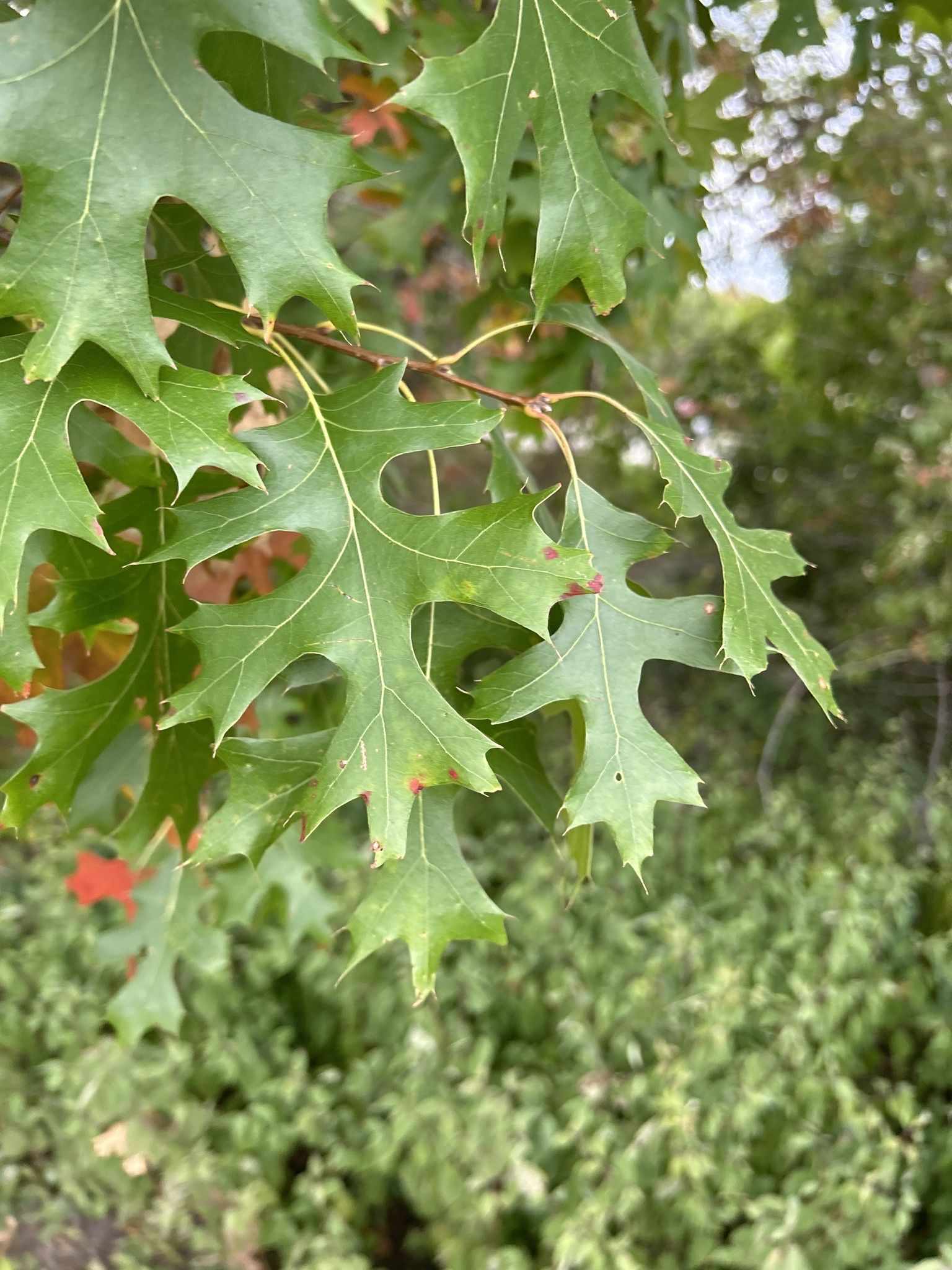 Quercus ellipsoidalis
