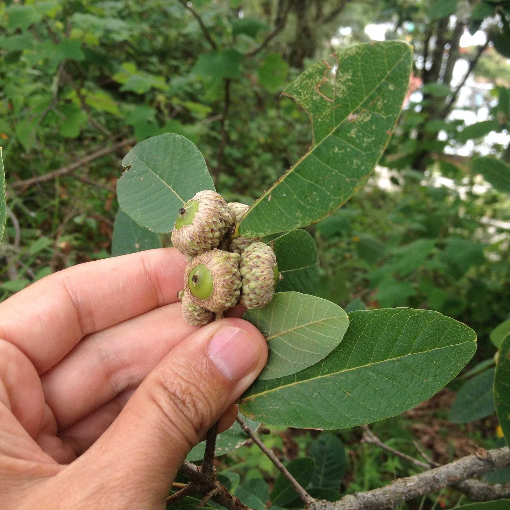 Quercus elliptica