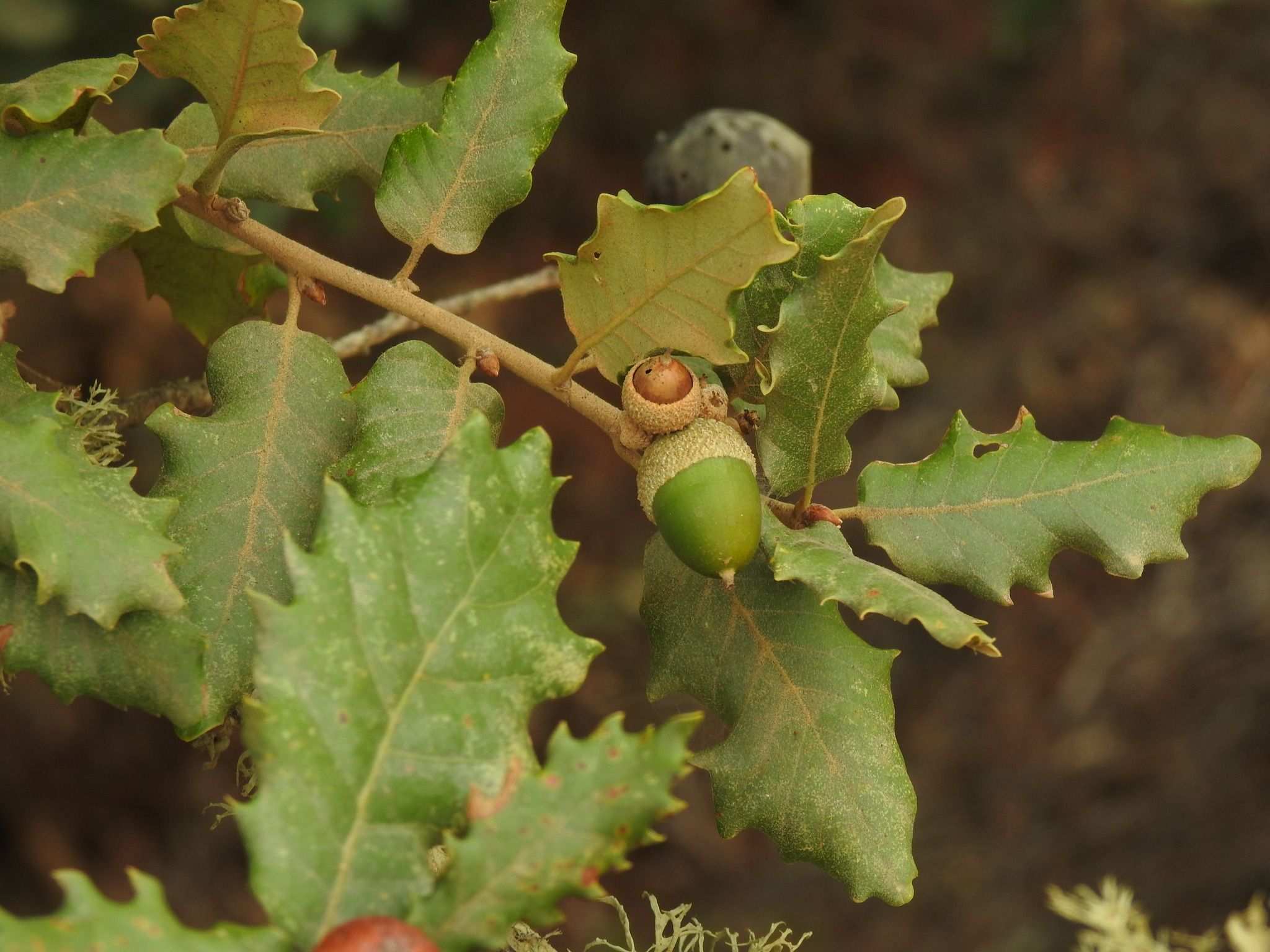 Quercus faginea