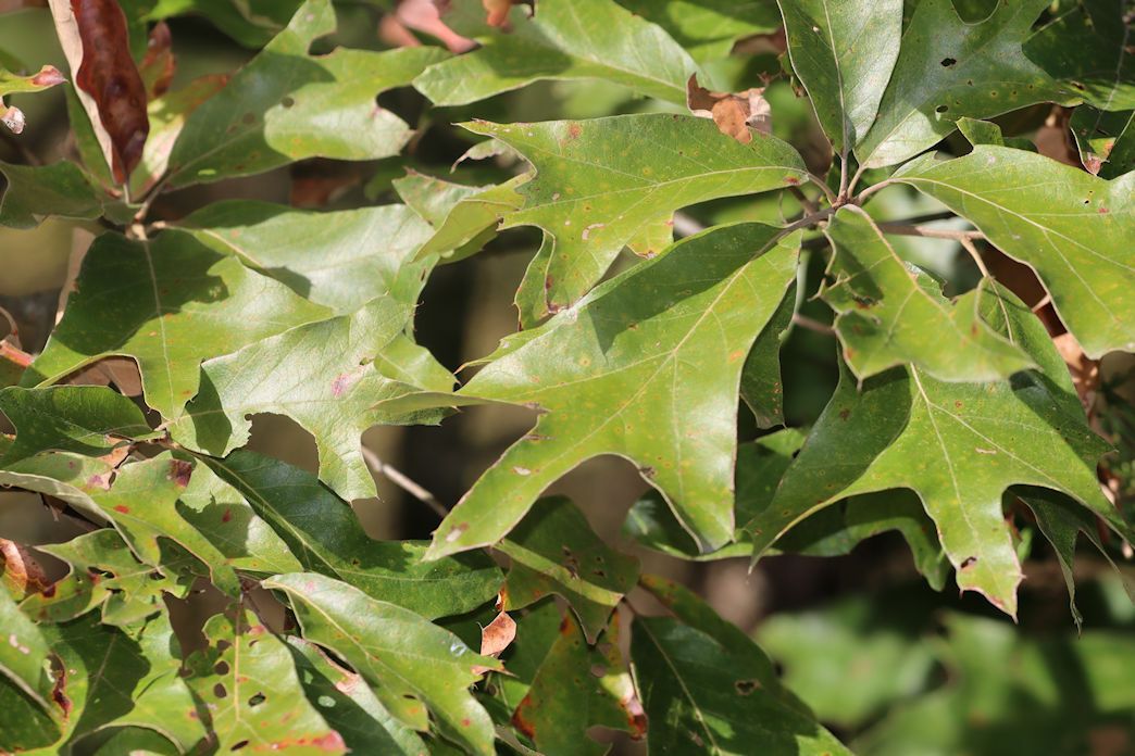 Quercus falcata