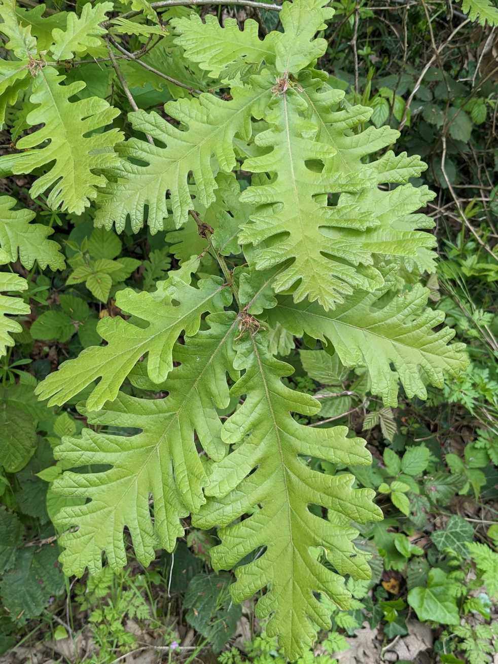 Quercus frainetto