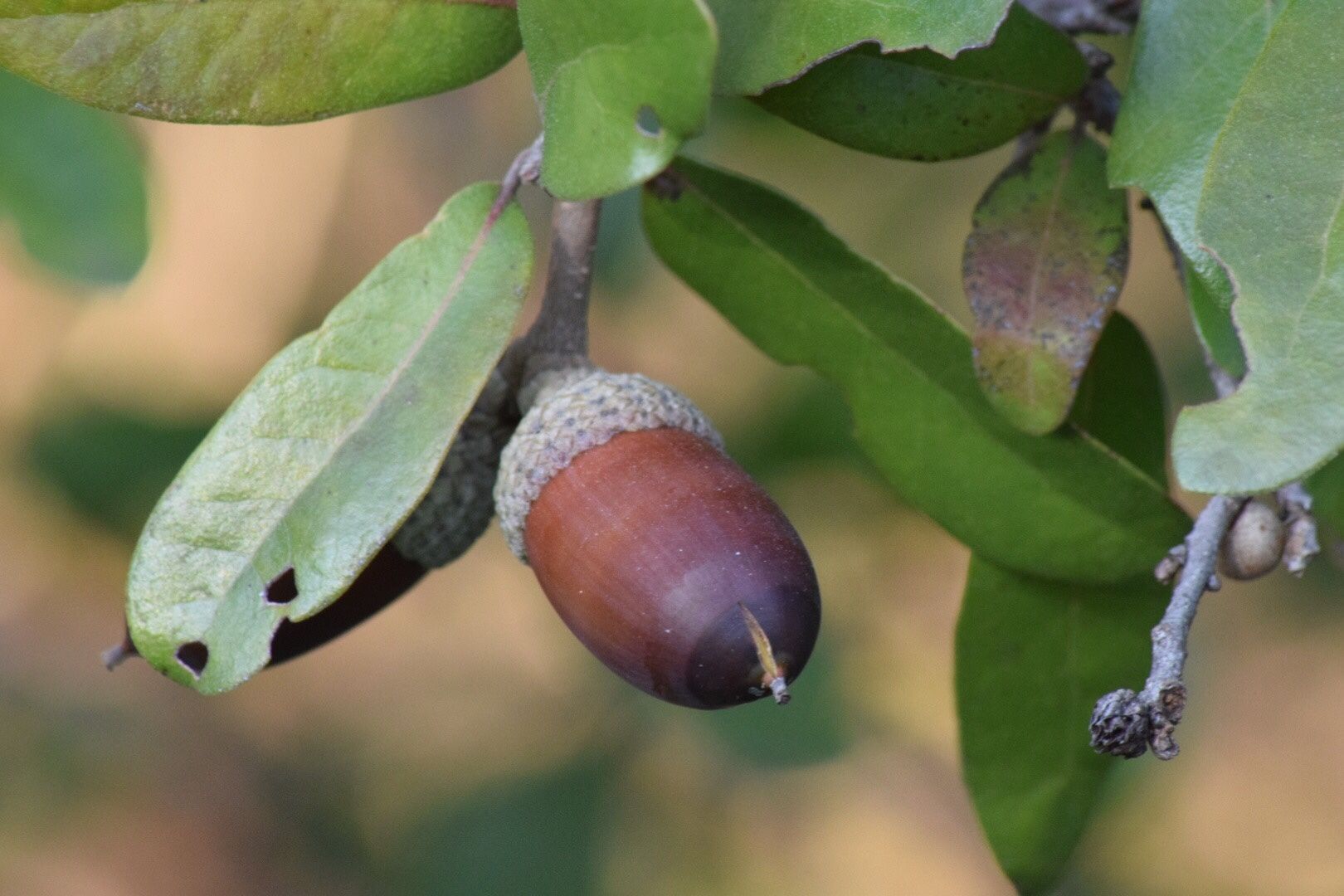 Quercus fusiformis