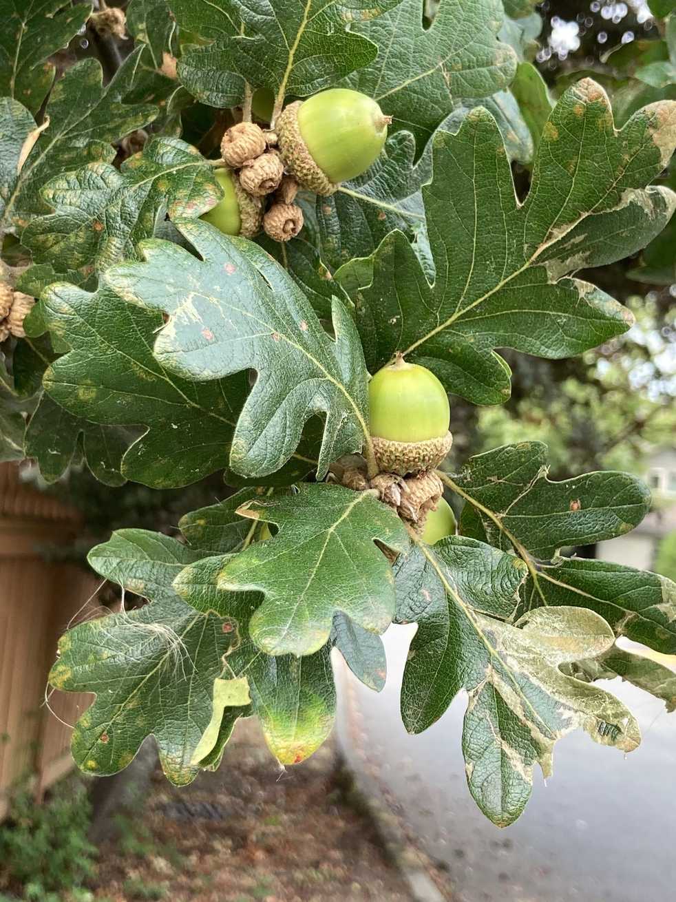 Quercus garryana