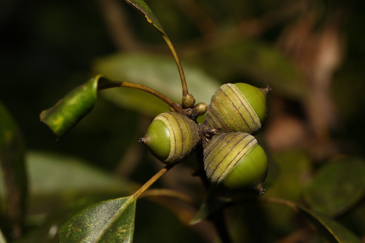 Quercus glauca
