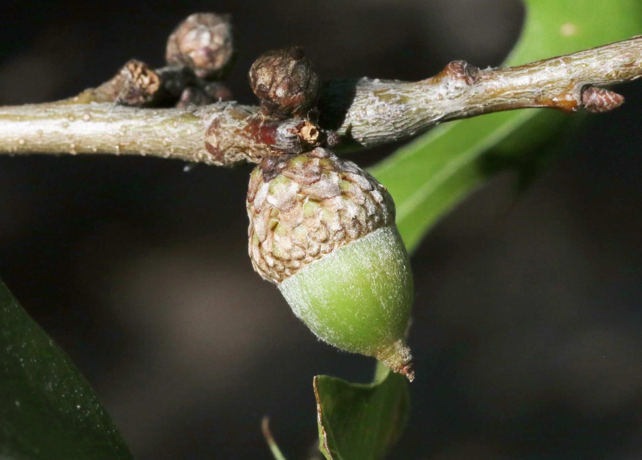 Quercus gravesii