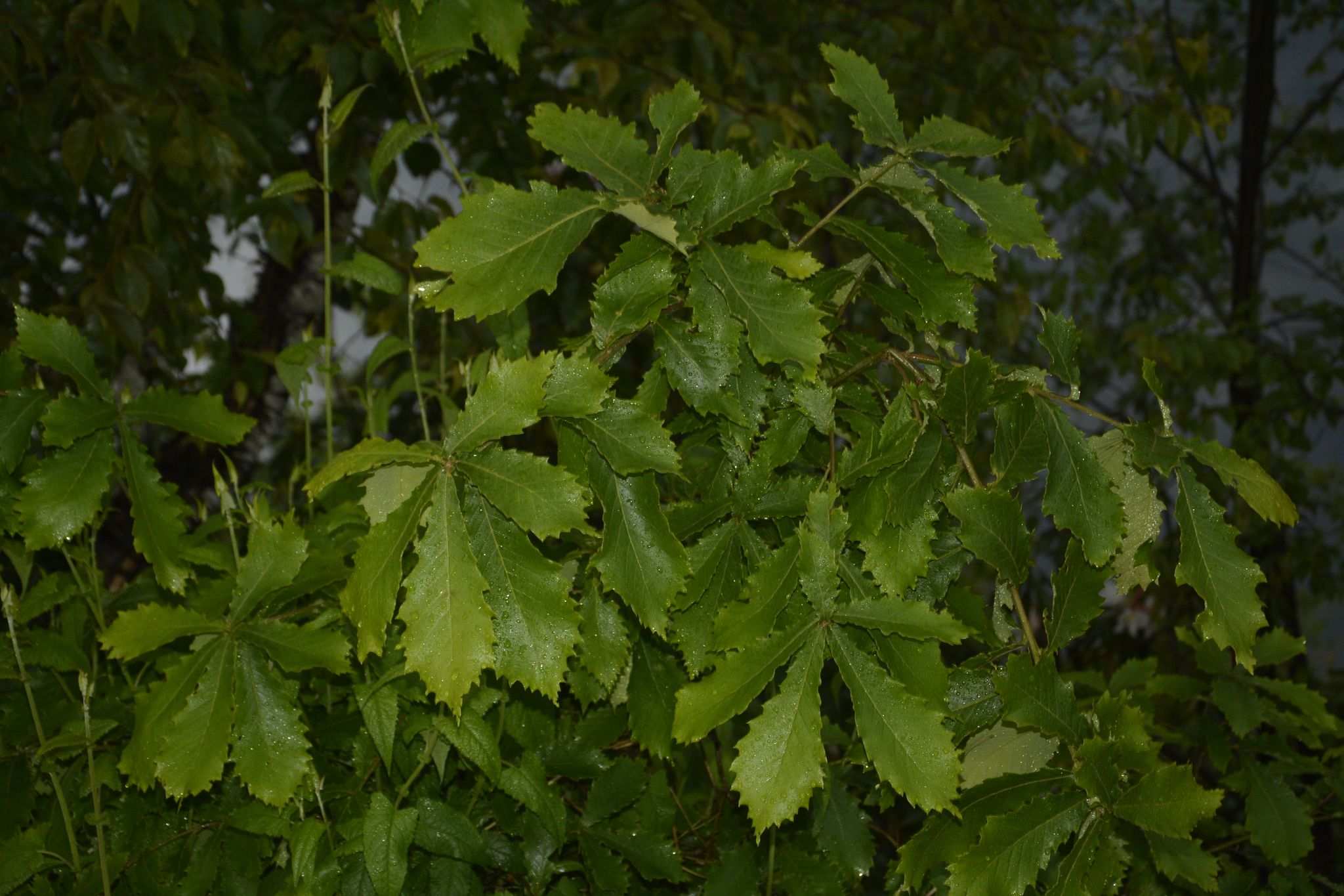 Quercus griffithii