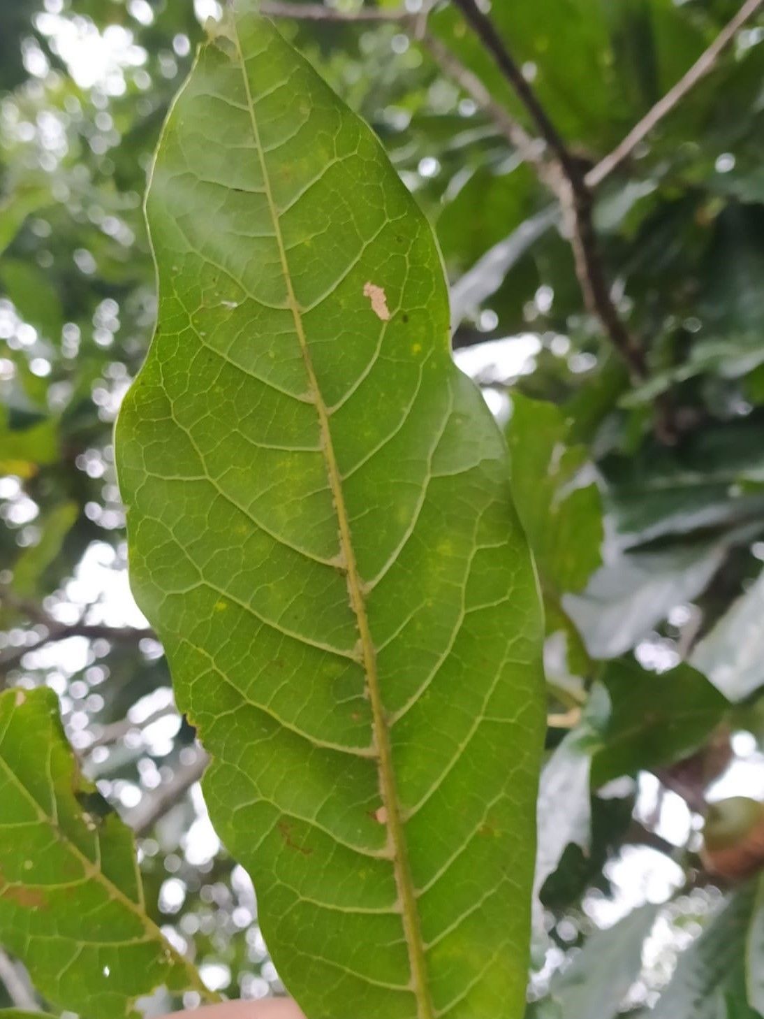 Quercus humboldtii