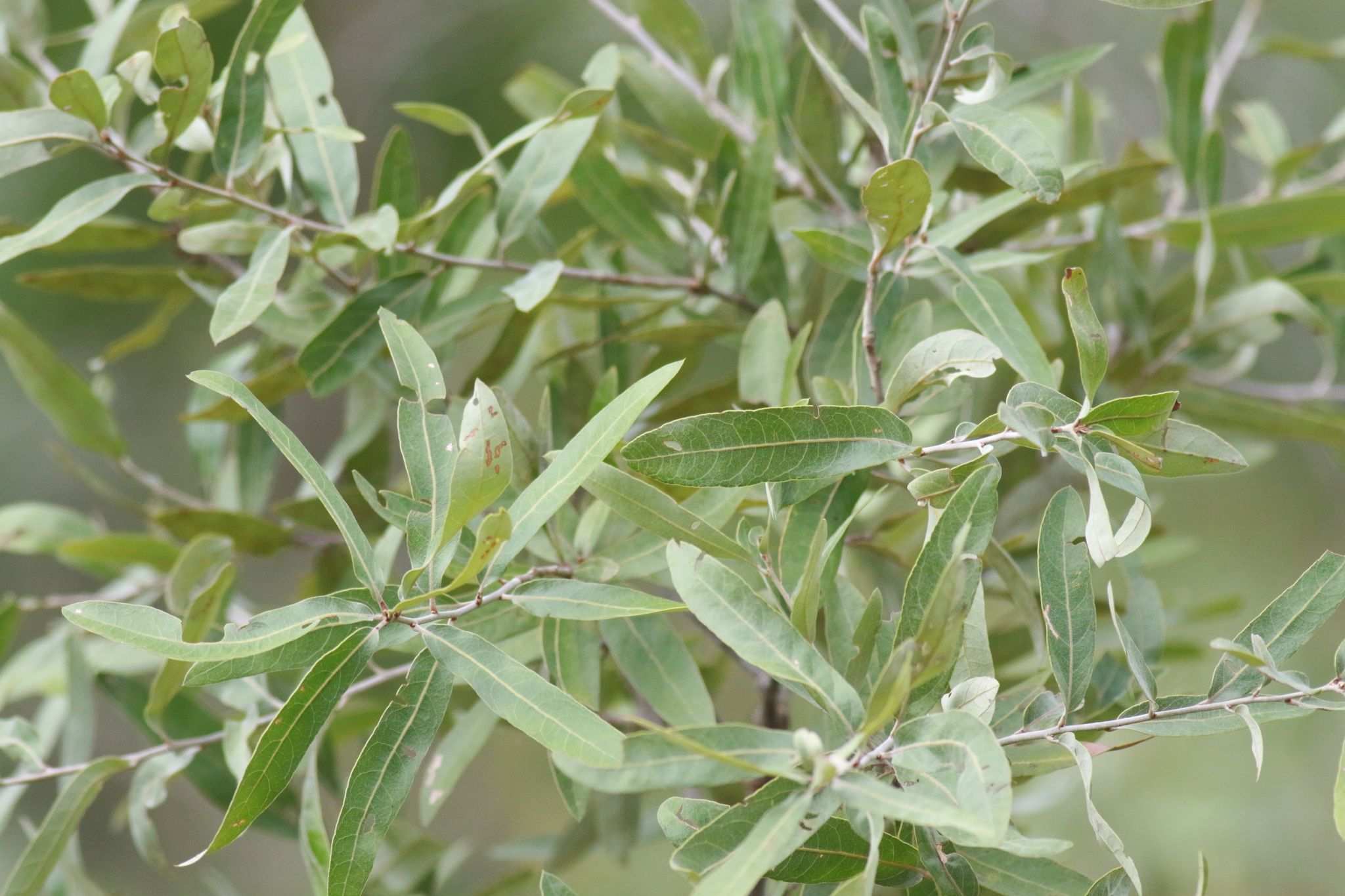 Quercus incana