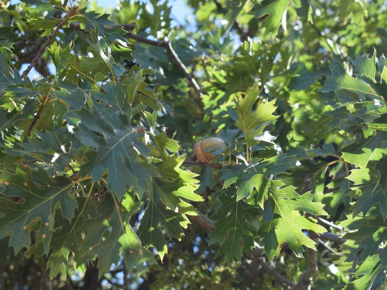 Quercus kelloggii