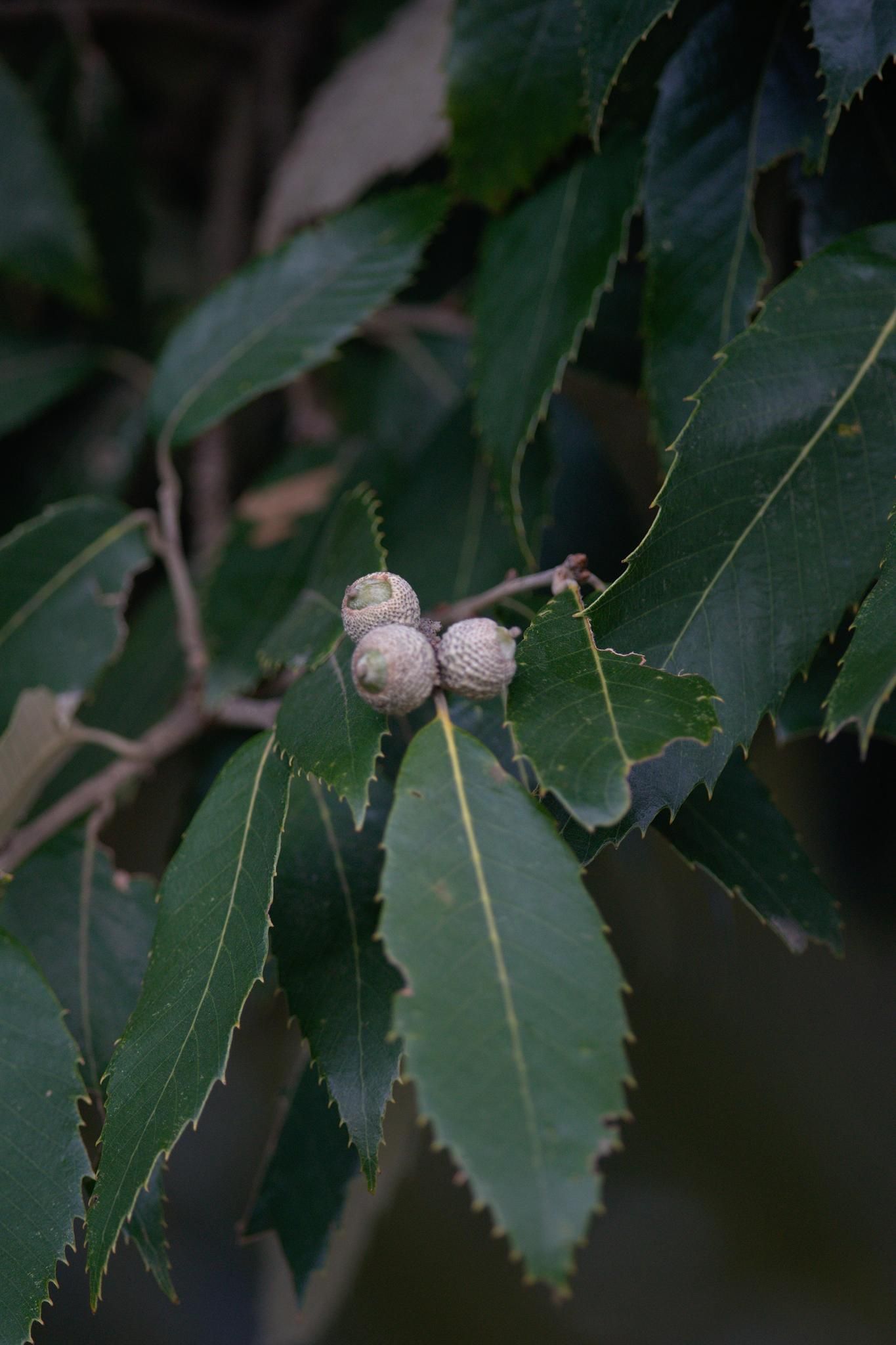 Quercus leucotrichophora