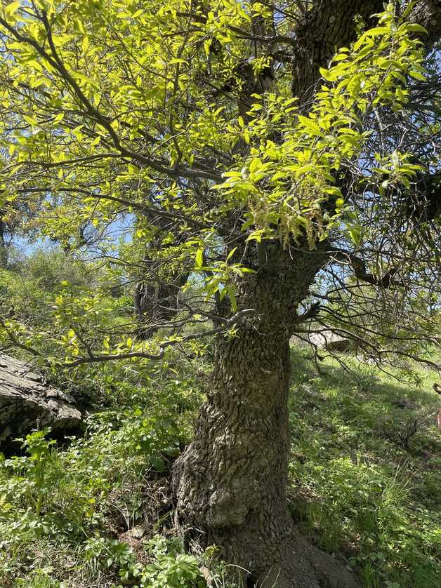 Quercus libani