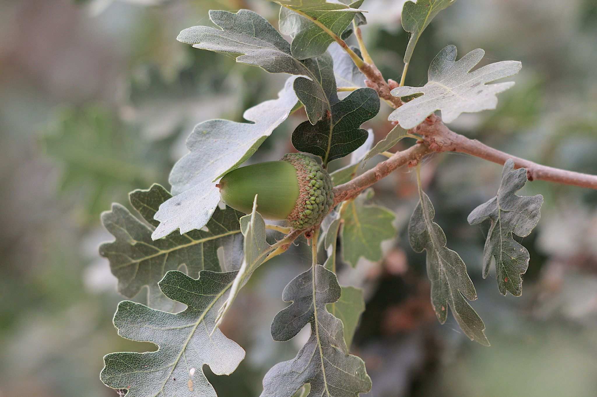 Quercus lobata