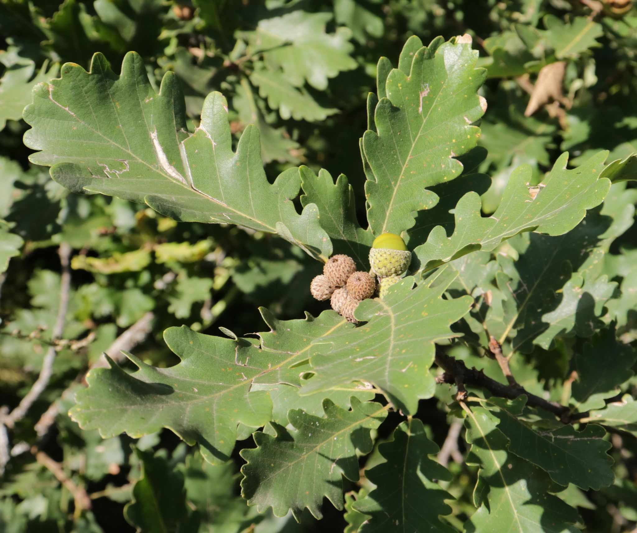 Quercus macranthera