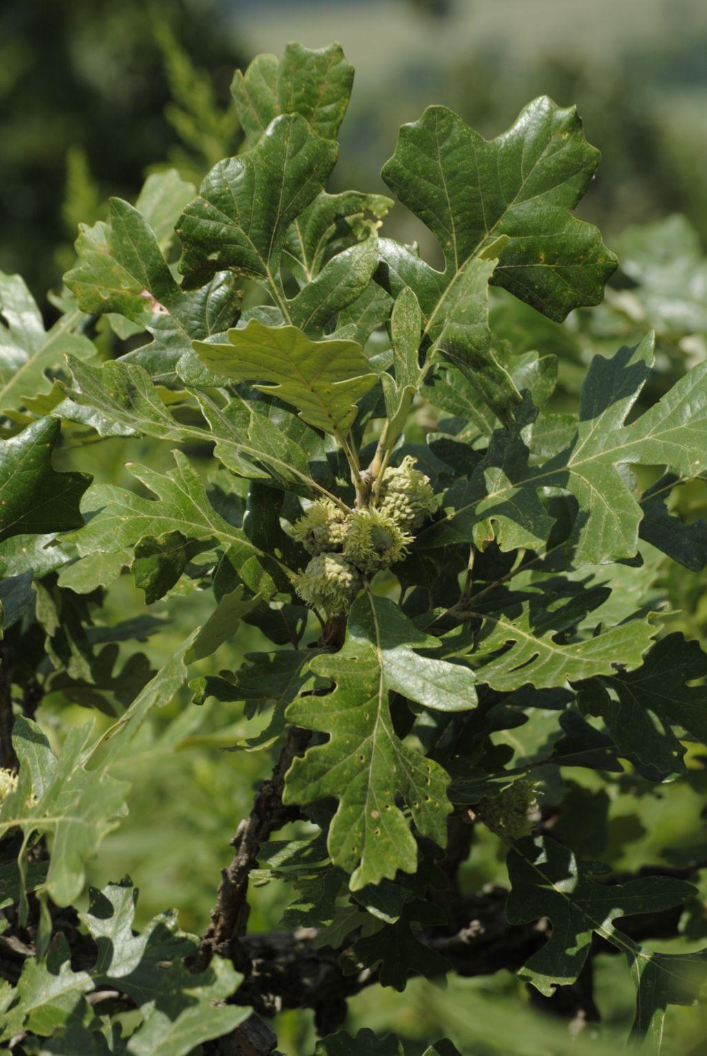 Quercus macrocarpa