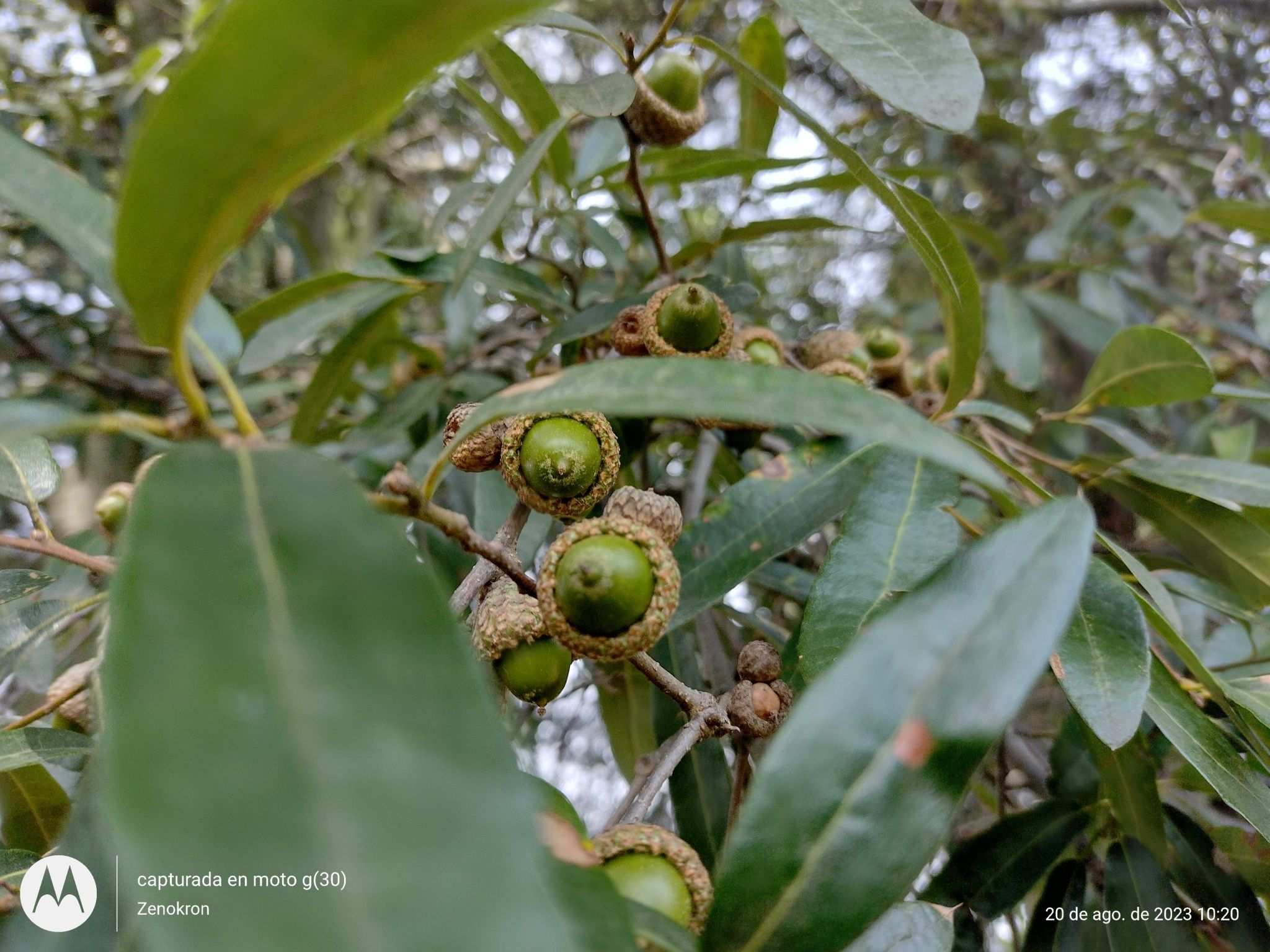 Quercus mexicana