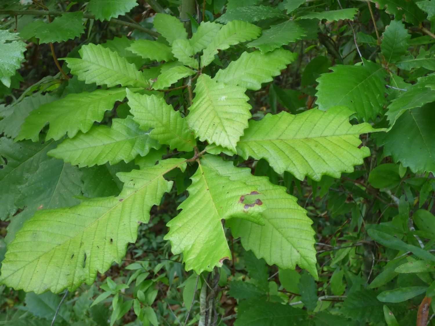 Quercus michauxii