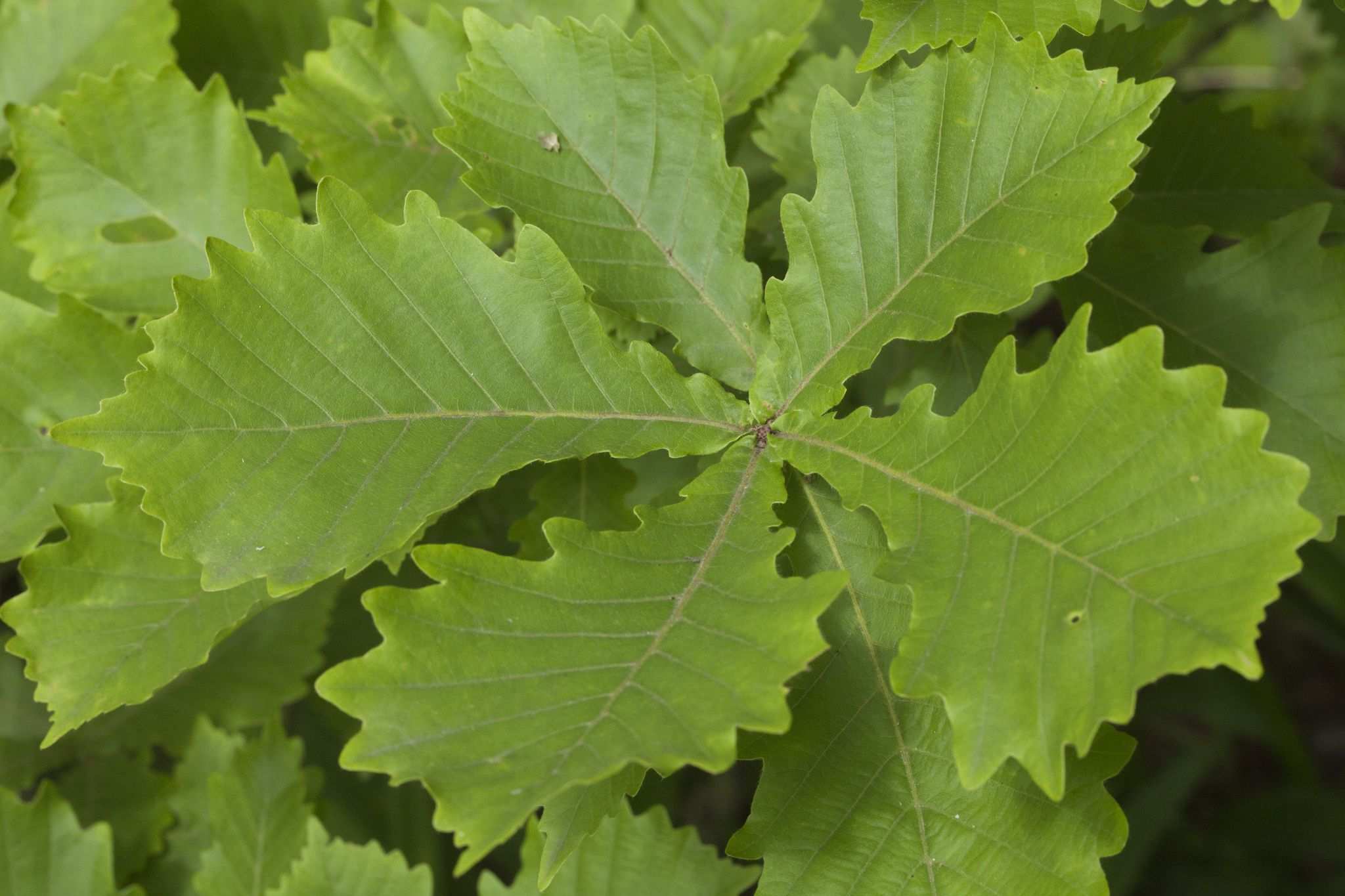 Quercus mongolica