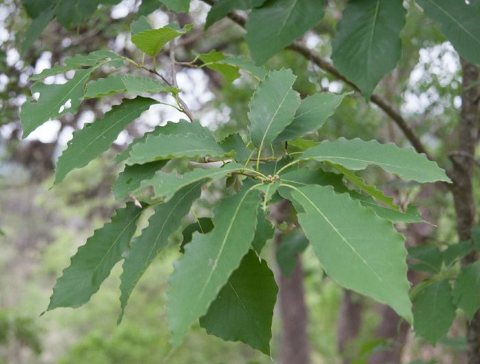 Quercus muehlenbergii