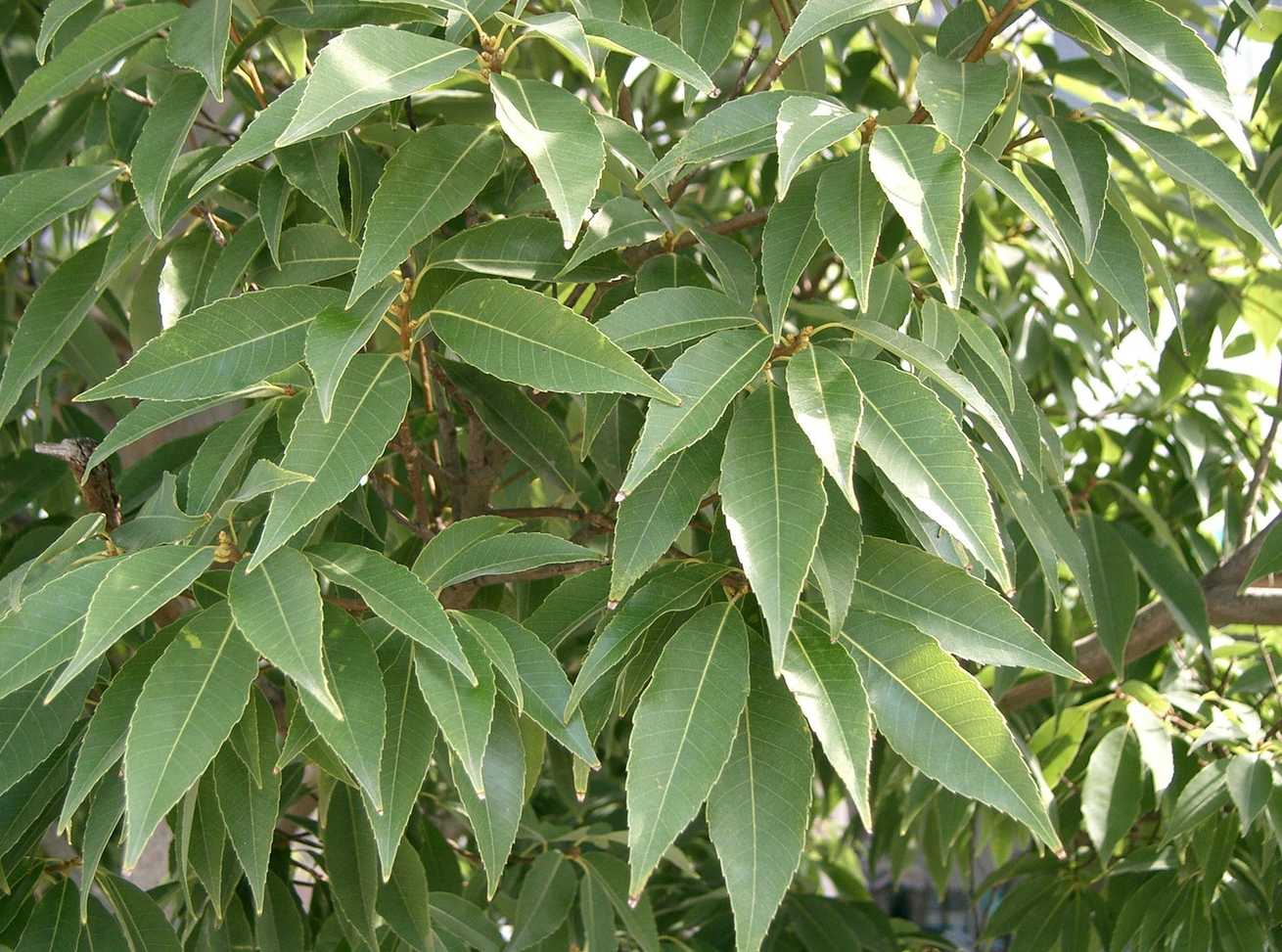 Quercus myrsinifolia