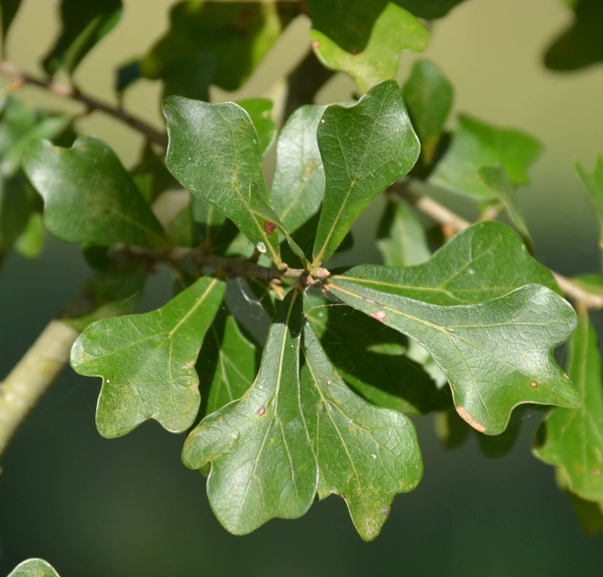 Quercus nigra