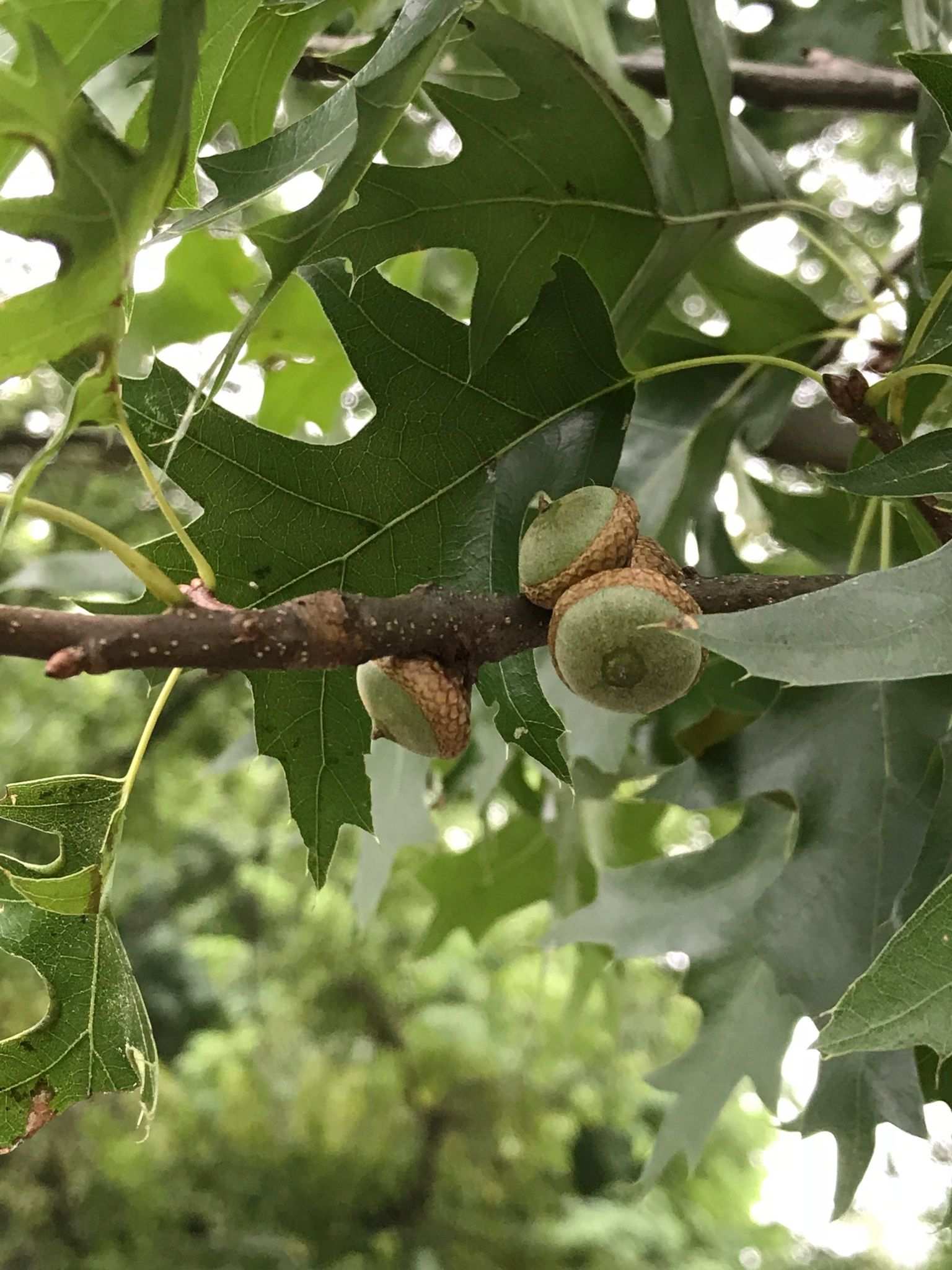 Quercus palustris