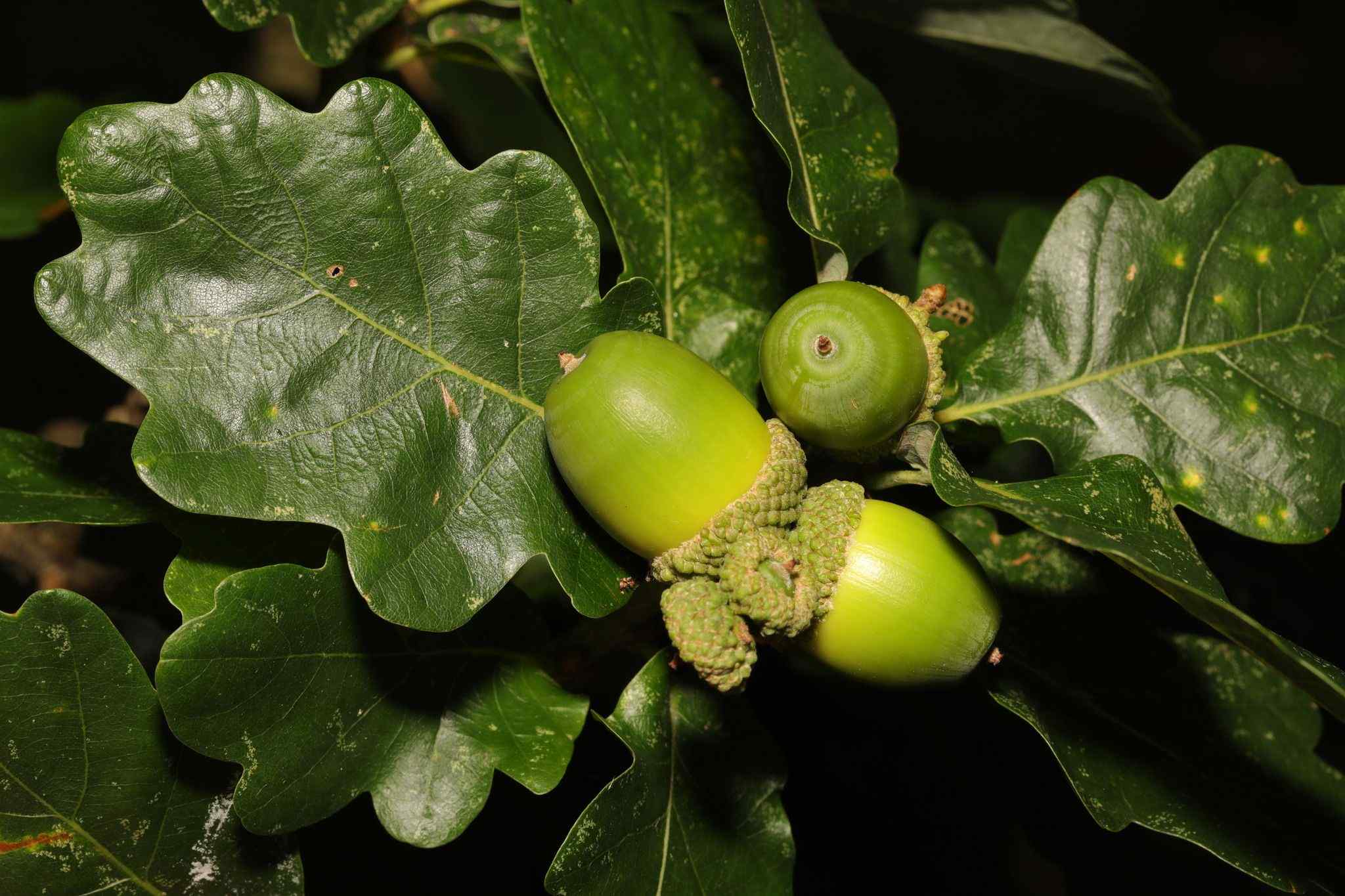 Quercus petraea