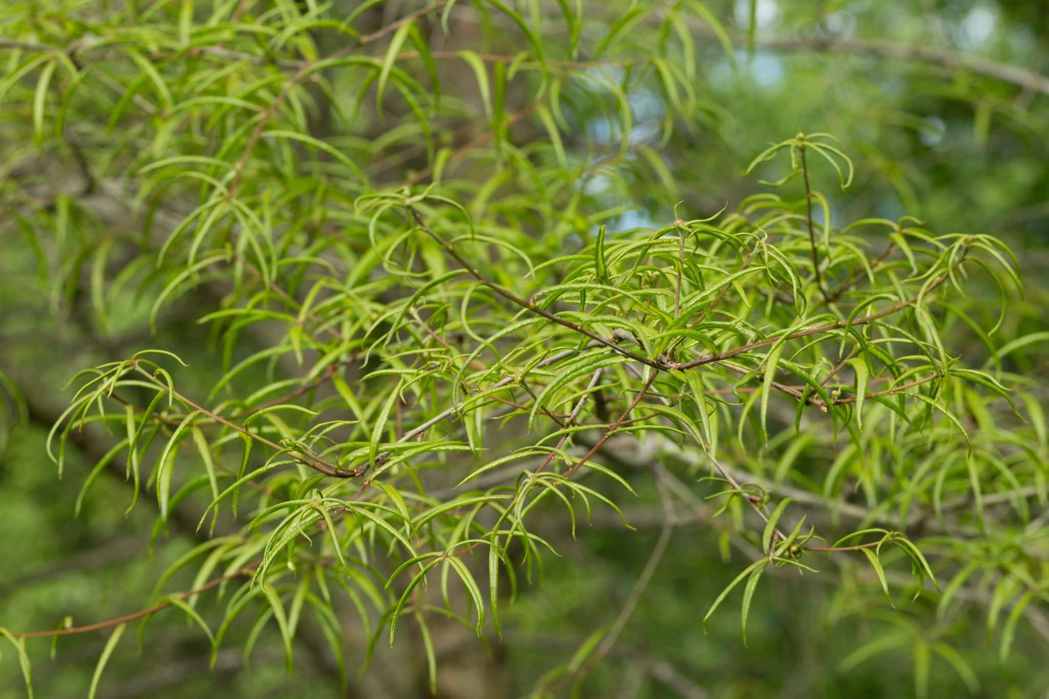 Quercus phellos