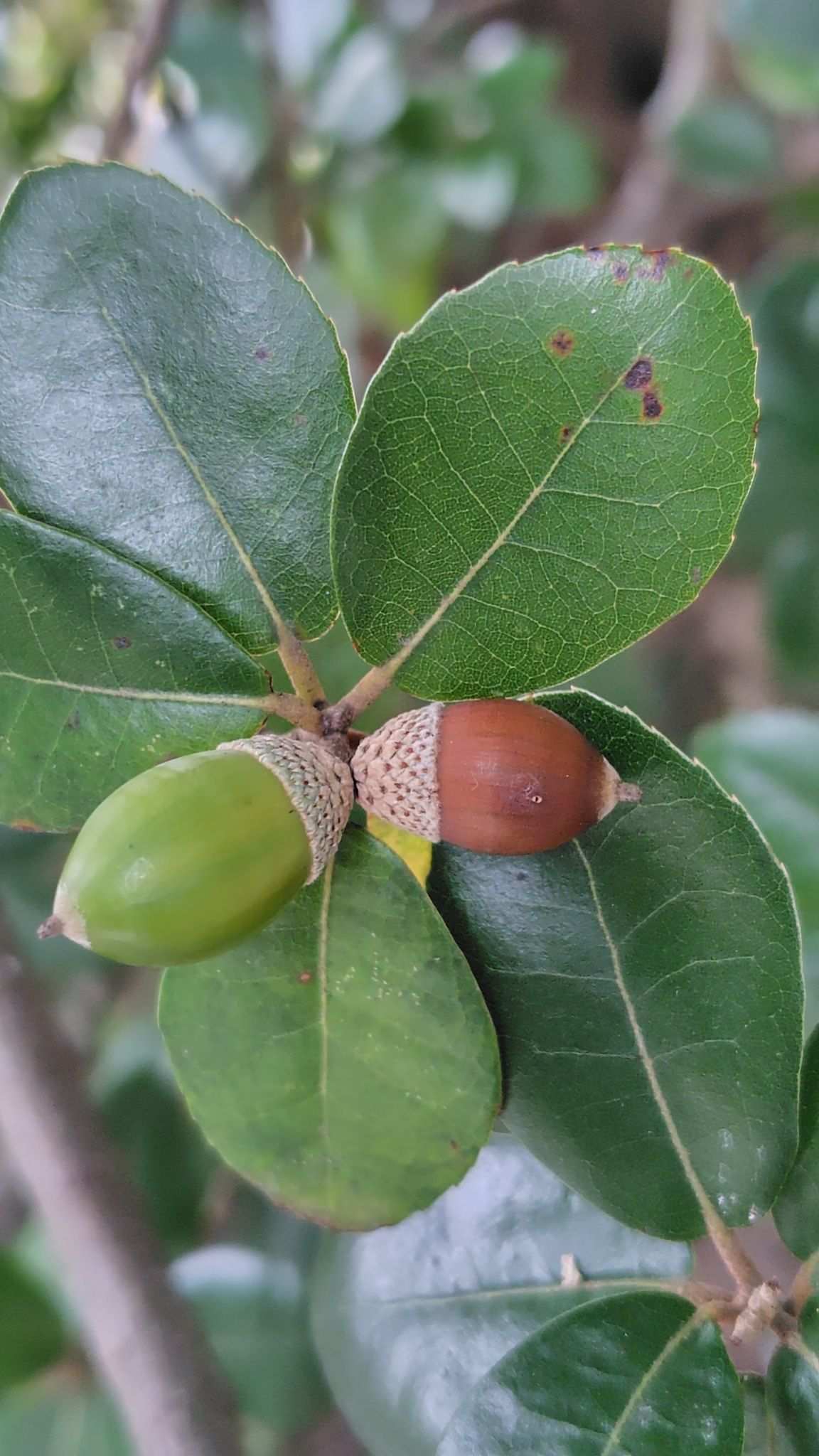 Quercus phillyraeoides