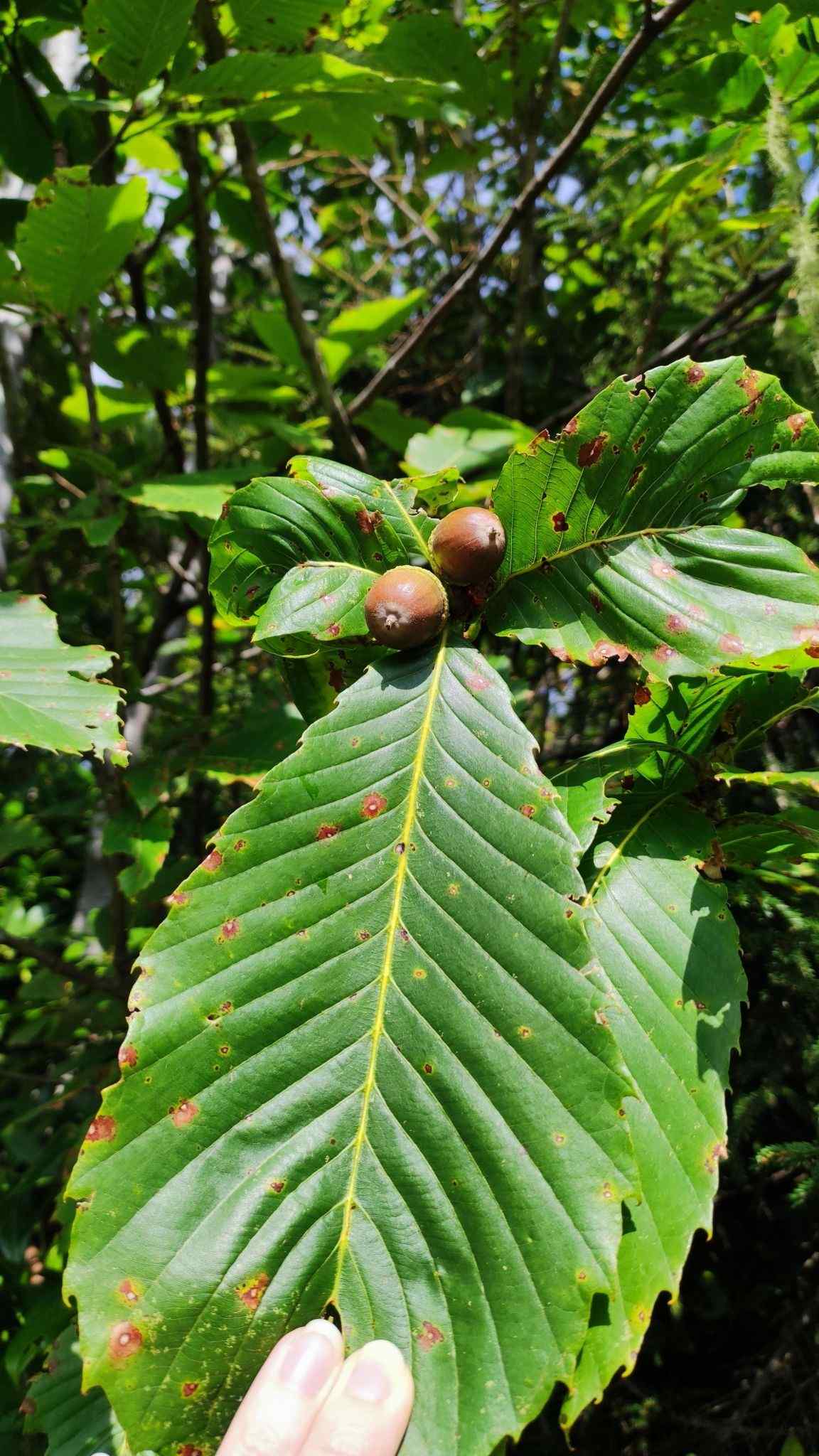 Quercus pontica