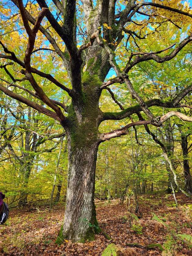 Quercus pubescens