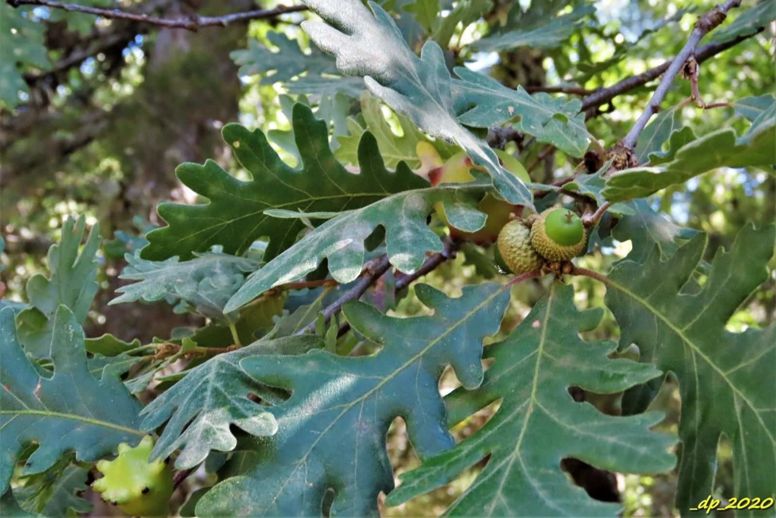 Quercus pyrenaica