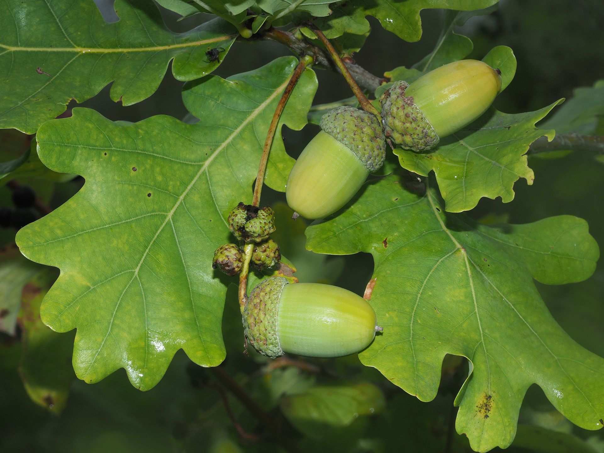 Quercus robur