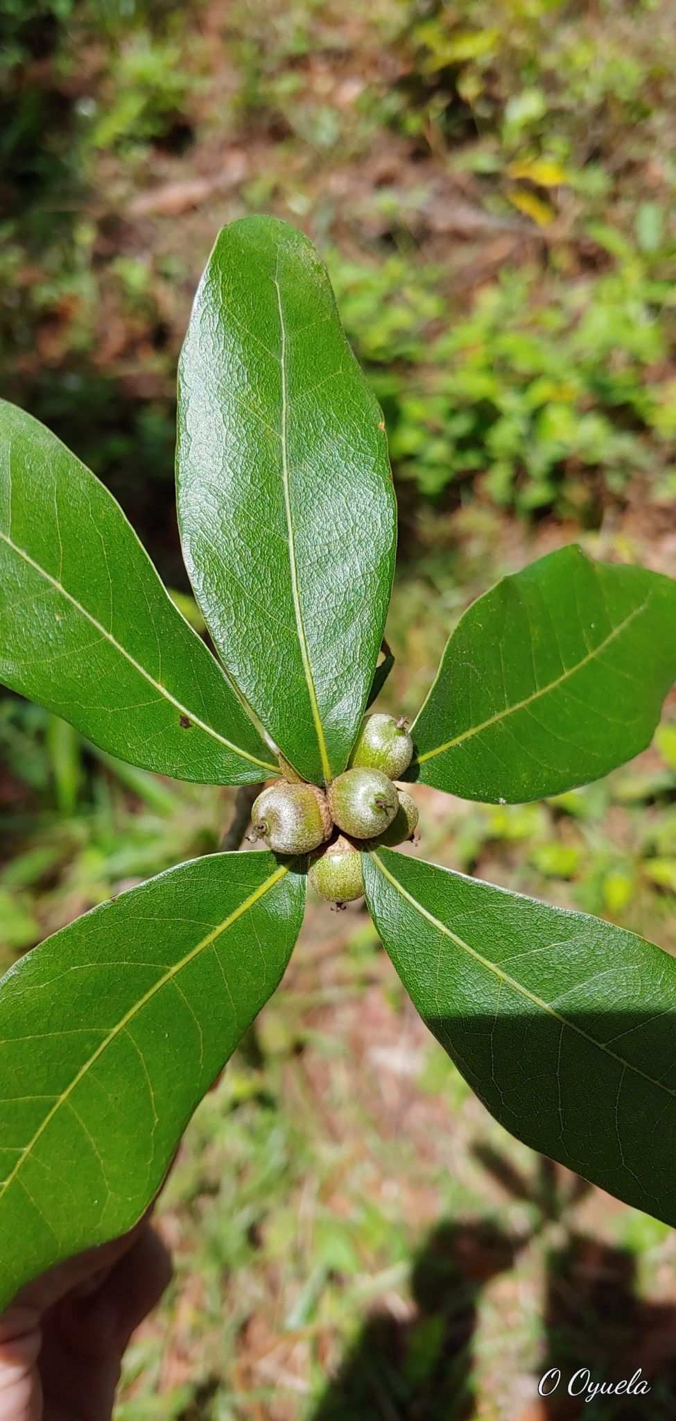Quercus sapotifolia