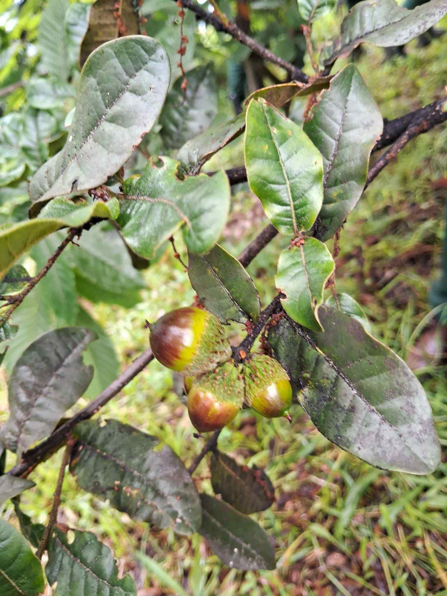 Quercus semecarpifolia