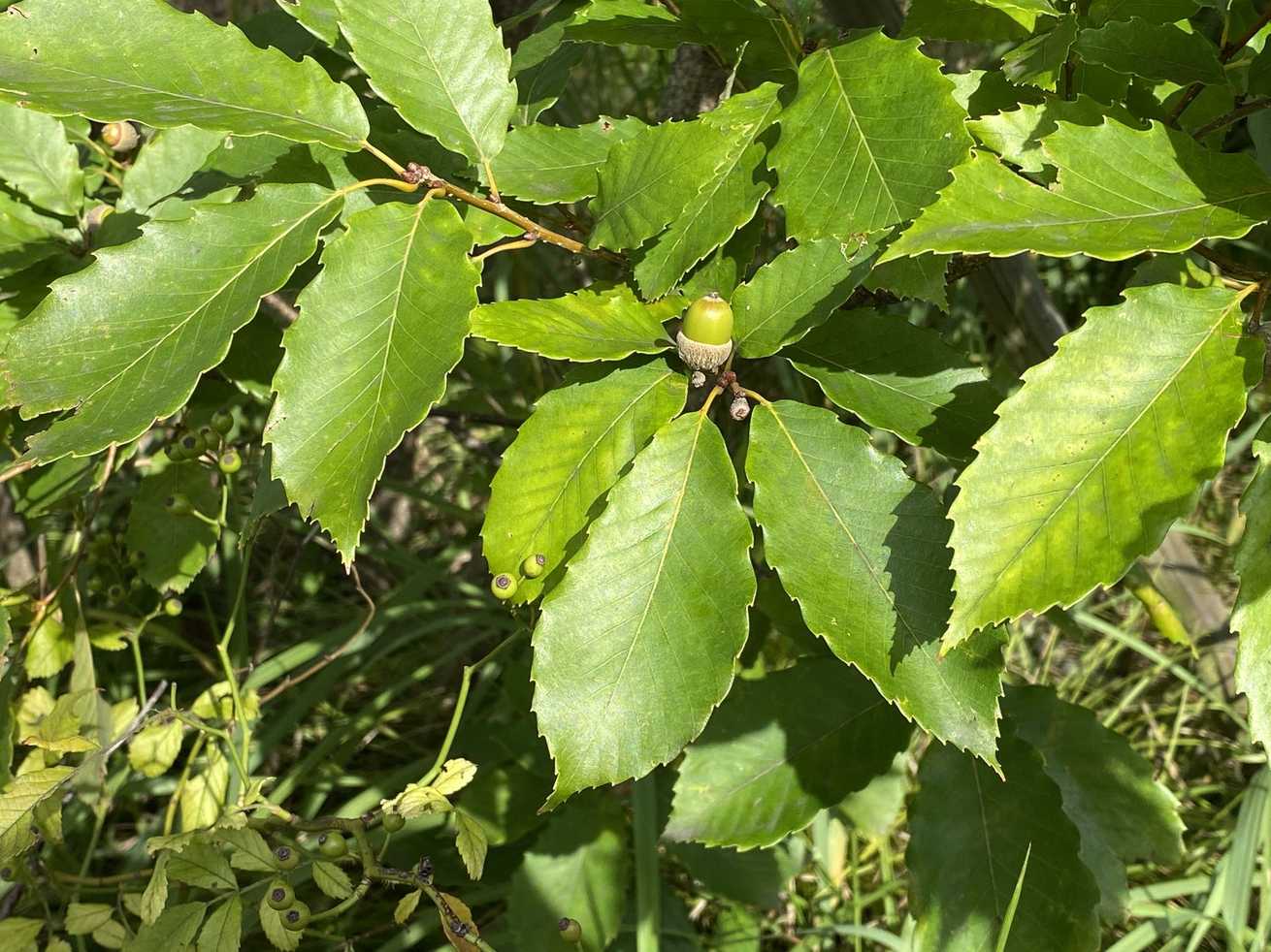 Quercus serrata