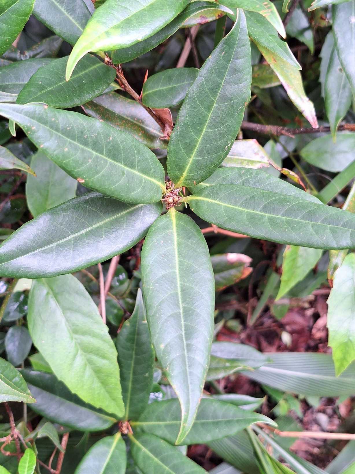 Quercus sessilifolia