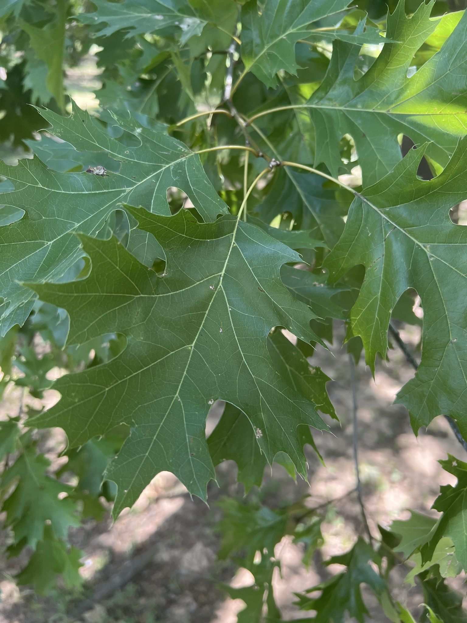 Quercus shumardii