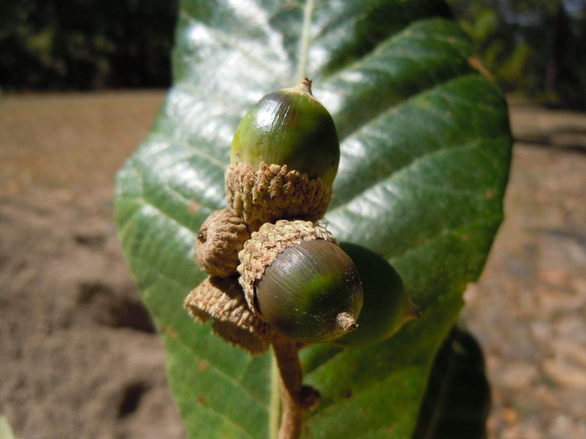 Quercus sp.