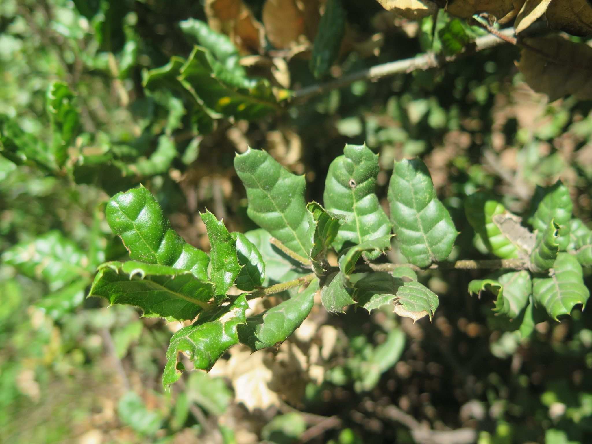 Quercus spinosa