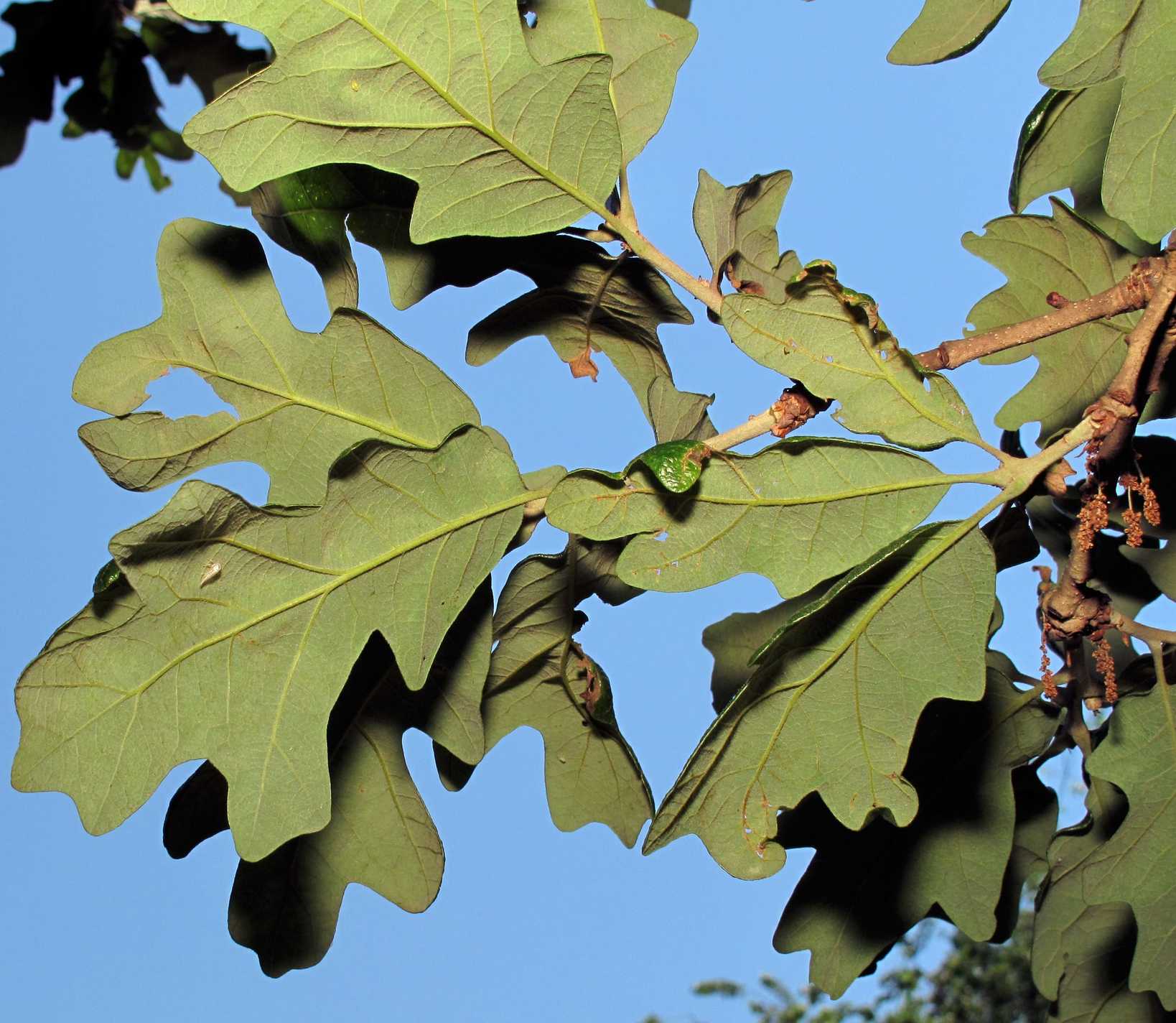 Quercus stellata