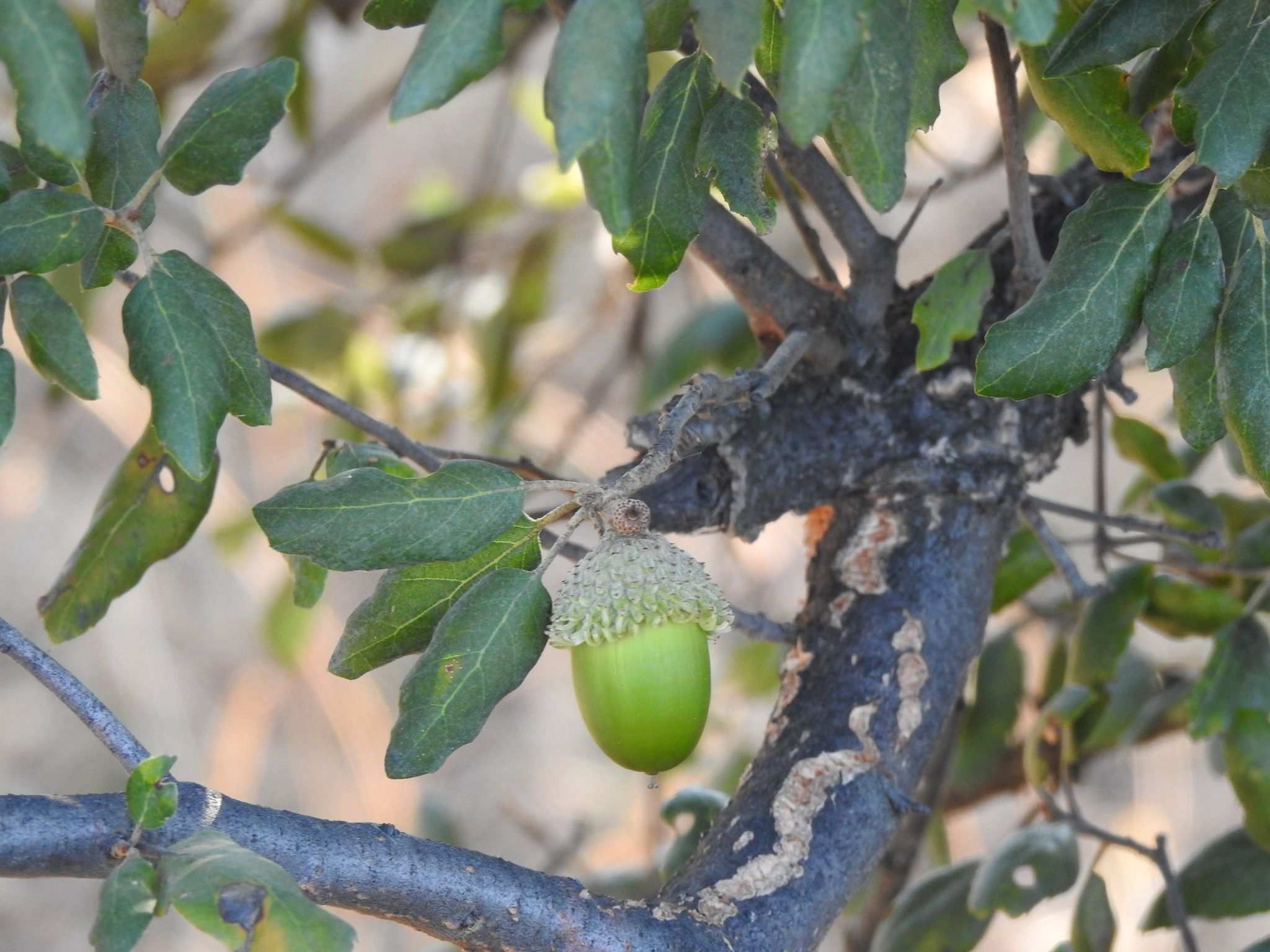 Quercus suber