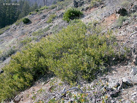 Quercus vacciniifolia