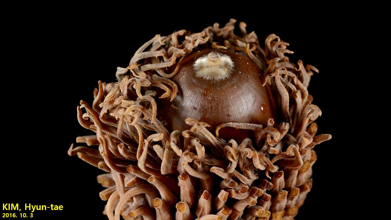 Quercus variabilis