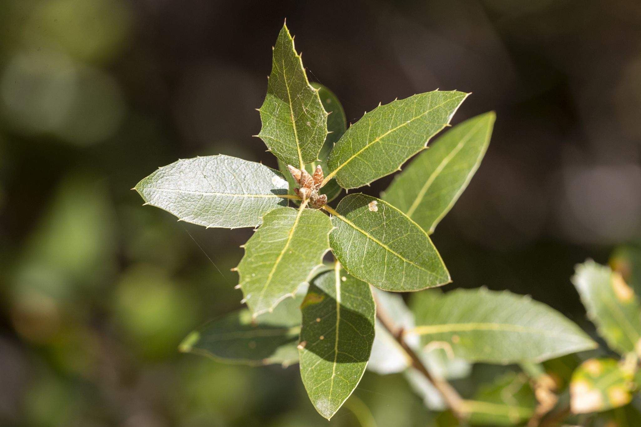 Quercus wislizeni
