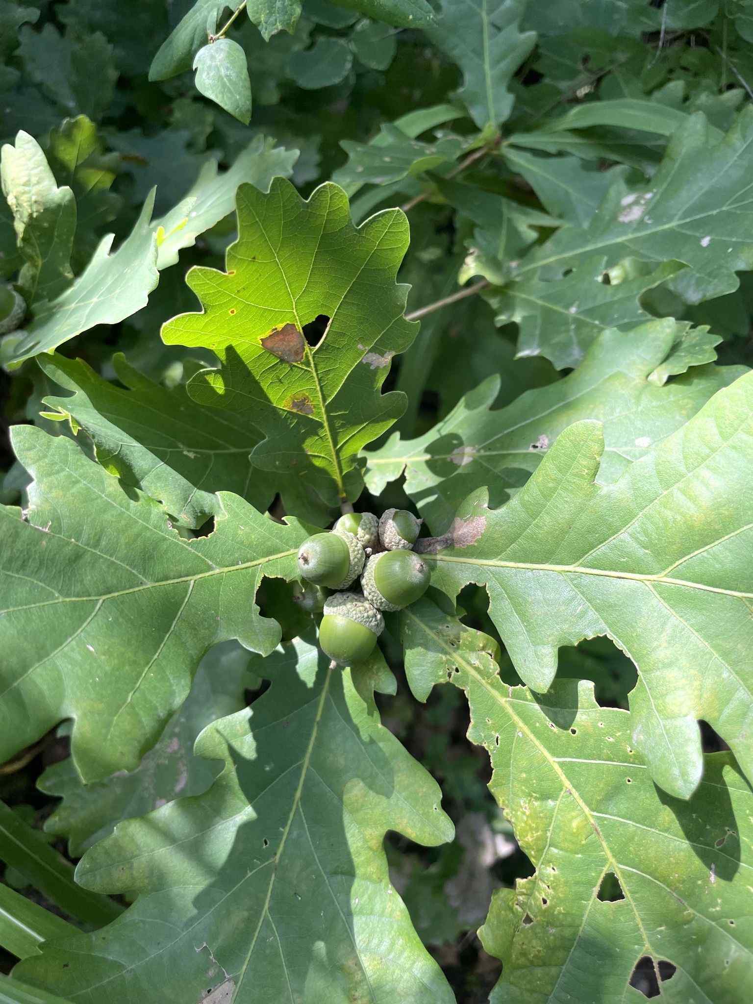 Quercus wutaishanica