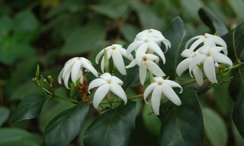 Ramosmania rodriguesii